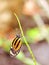 Tiger Heliconian butterfly (vertical)