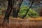 Tiger hidden walking in old dry forest. Indian tiger first rain, wild danger animal in the nature habitat, Ranthambore, India. Big