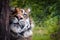 a tiger hidding behind a tree in the forest