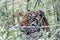 A tiger hide behind plants