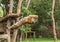 Tiger hungry in action jumping backward catch to bait food in the air