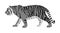 Tiger  illustration isolated on white background. Big wild cat. Siberian tiger Amur tiger - Panthera tigris altaica