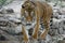 the tiger imposingly goes on the concrete path and rests, a beautiful powerful big tiger cat on the background of summer green