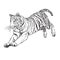 Tiger jumping hand draw monochrome vector.