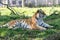 Tiger laying in bluebells