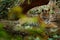 Tiger laying in green vegetation. Wild Asia. Indian tiger male with first rain, wild animal in the nature habitat, Ranthambore, In