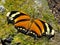 Tiger Leafwing butterfly