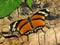 Tiger Leafwing butterfly