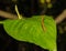 Tiger Leech on a leaf