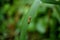 Tiger Leech on Leaf in Sabah Rainforest Borneo