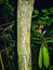 Tiger Leech on a tree in the jungle