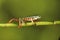 Tiger legged tree Frog on bamboo