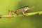 Tiger legged tree Frog on bamboo