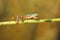 Tiger legged tree Frog on bamboo