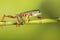 Tiger legged tree Frog on bamboo