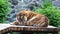 Tiger lies on a wooden tray in the zoo