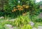 Tiger lilies bloom in a rock garden