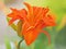 Tiger Lilies - Lilium bulbiferum