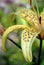 Tiger lily blooms in the summer garden closeup