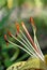 Tiger lily blooms in the summer garden closeup