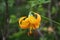 Tiger Lily blossom against a blurred green background