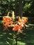 Tiger lily cluster