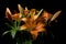 Tiger Lily flower arrangement