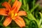 Tiger Lily. Green background with an orange lily