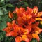 Tiger Lily grows on a flower bed