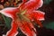 Tiger Lily, Lilium Columbianum