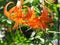 Tiger Lily Or Lilium Lancifolium