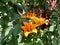 Tiger lily - Lilium lancifolium. Group of orange