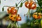 Tiger lily, Lilium lancifolium, with orange blossoms and long pistils and pollen stems, with closed and open blossoms, with