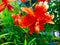 Tiger Lily (Lilium tigrinum) blossom