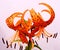 Tiger Lily orange.