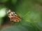 Tiger Longwing Butterfly