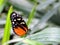 Tiger Longwing Butterfly on a blade of grass