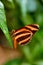 Tiger Longwing Butterfly,Dryadula phaetusa
