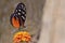 Tiger Longwing butterfly feeding on flower