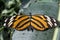 Tiger Longwing butterfly Heliconius hecale,close up,detail