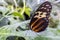 Tiger Longwing butterfly Heliconius hecale,close up,detail