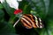 Tiger Longwing Butterfly Heliconius Ismenius feeding on flower