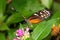 Tiger Longwing Butterfly Heliconius Ismenius feeding on flower