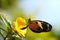 Tiger Longwing Butterfly Macro on Yellow Flower