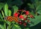 Tiger Longwing butterfly on red flowers with wings open