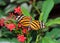 Tiger longwing butterfly on red flowers with wings open