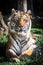 Tiger looking at camera. Portrait. Vertical.