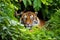 tiger lounging in thick green foliage