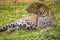 Tiger lying down on the ground in Kenya animal orphanage