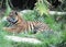 Tiger Lying in Long Grass in its Enclosure at Taronga Zoo Sydney